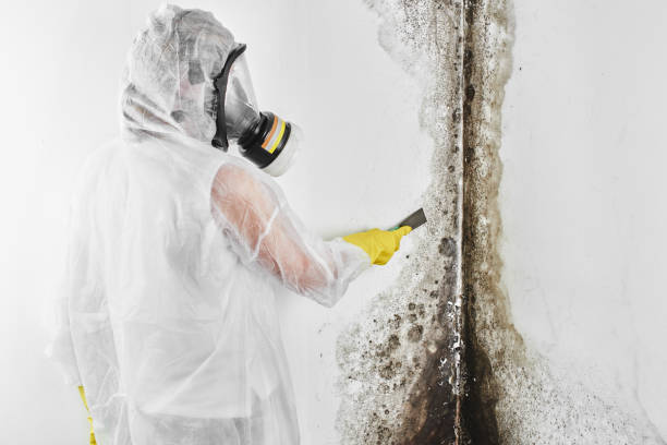 Professional Mold Removal in Holly Springs, GA