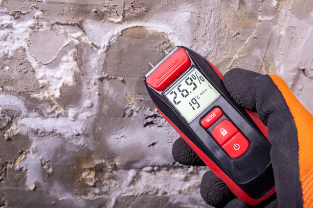 Best Same-Day Mold Removal  in Holly Springs, GA