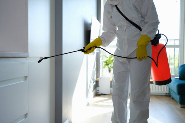 Mold Removal Process in Holly Springs, GA