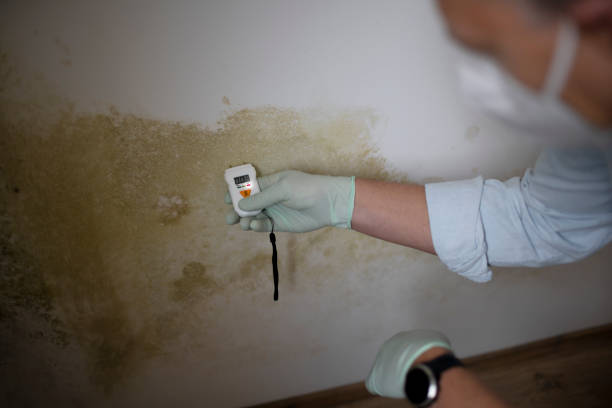 Best Local Mold Removal Service  in Holly Springs, GA