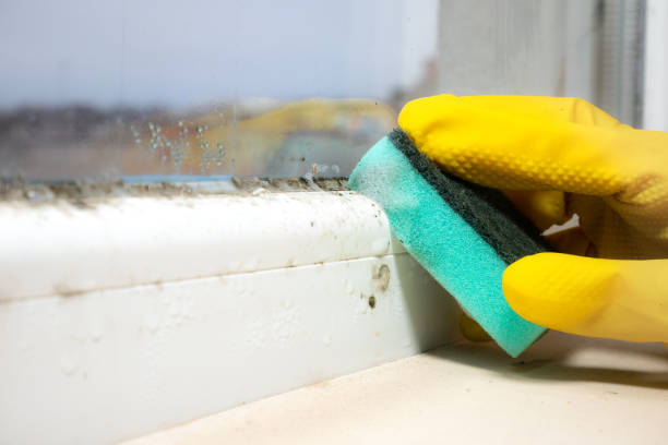 Best Toxic Mold Removal  in Holly Springs, GA