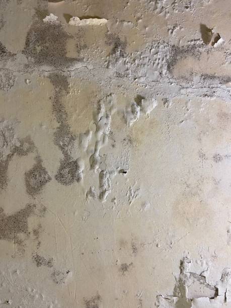 Best Mold Testing  in Holly Springs, GA
