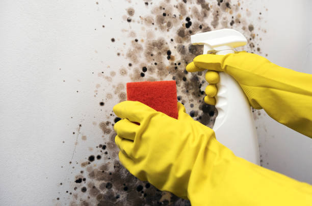 Best Mold Remediation  in Holly Springs, GA