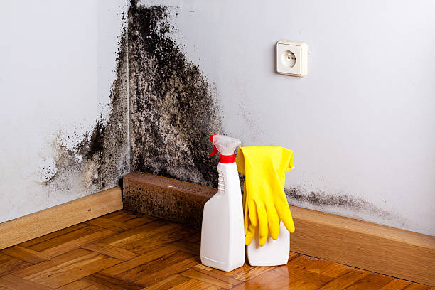 Office Mold Removal Services in Holly Springs, GA