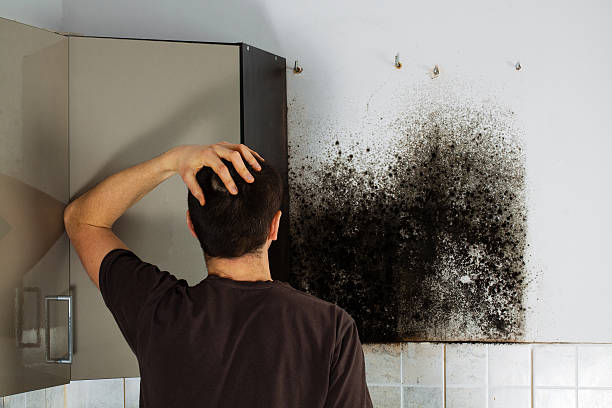 Best Office Mold Removal Services  in Holly Springs, GA