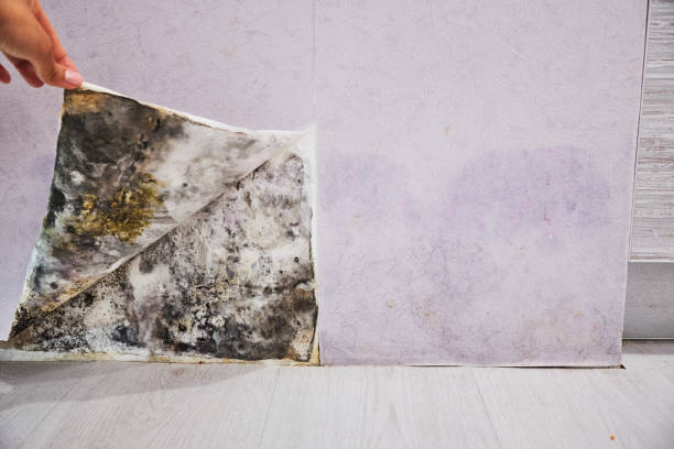Best Professional Mold Removal  in Holly Springs, GA